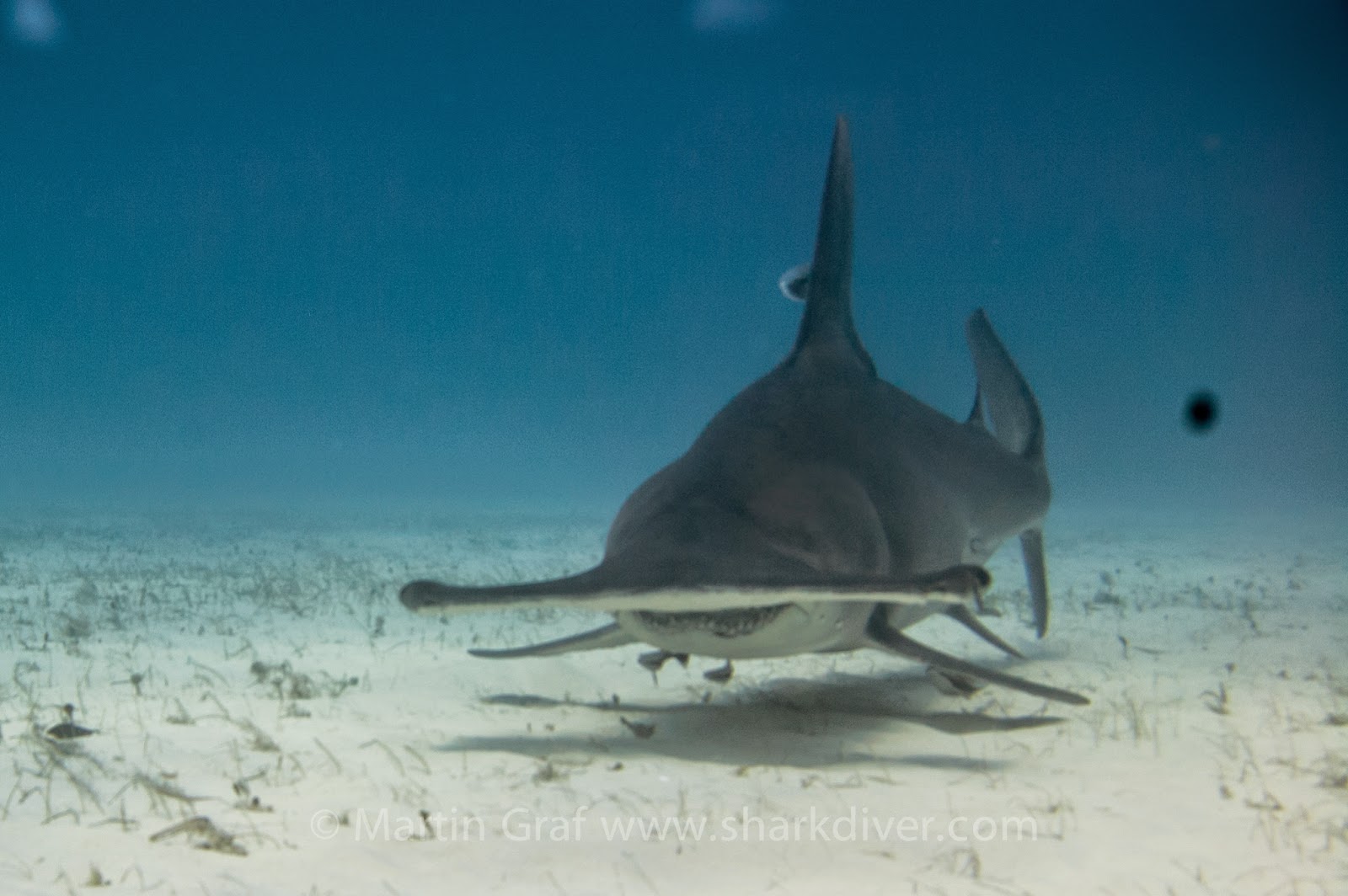 Hammerhead shark attacking diver? SharkDiver