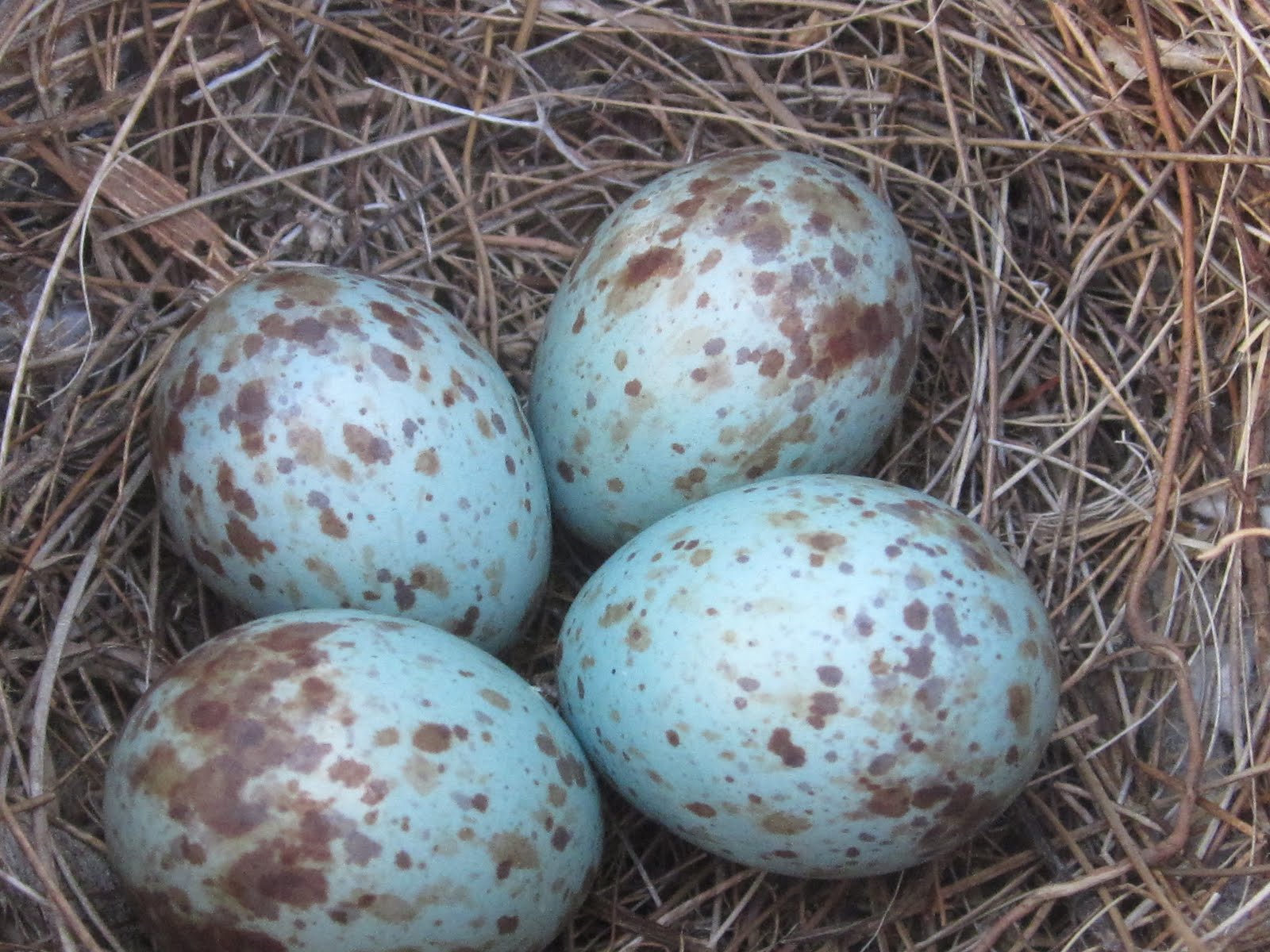 blue bird eggs with brown spots