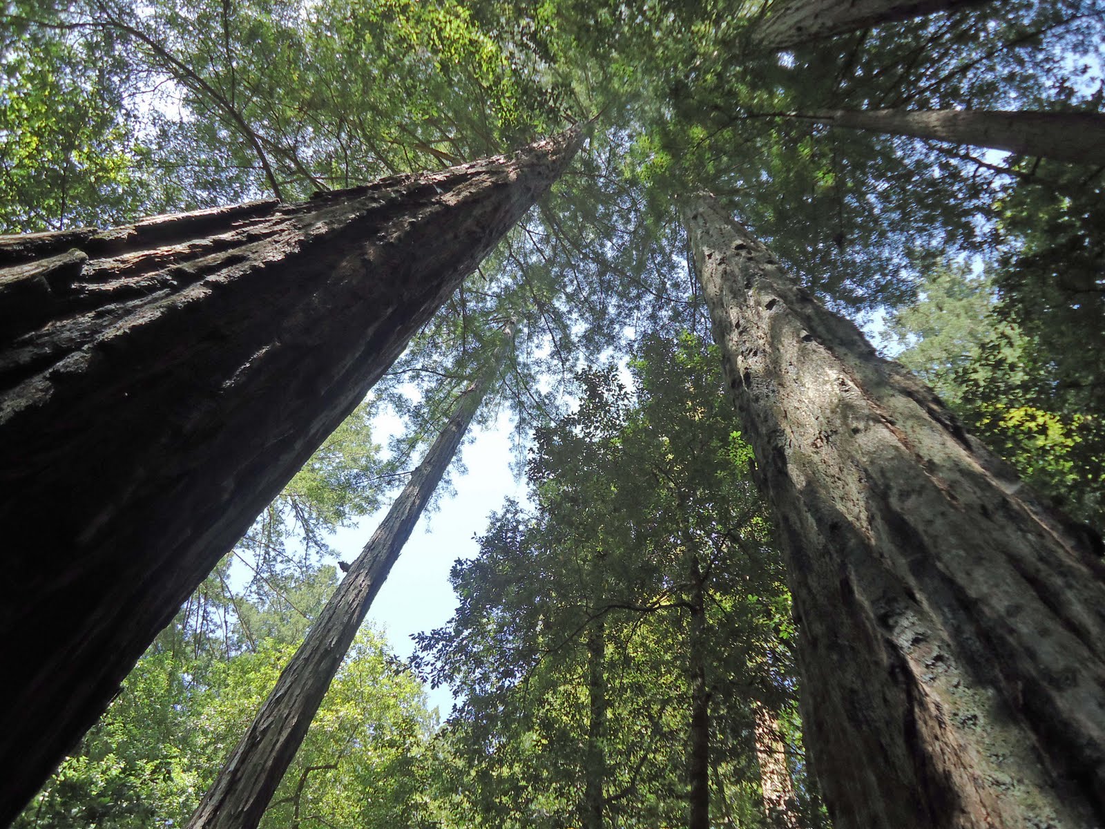 life in Canada giant redwoods