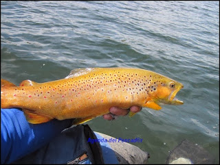 brown trout aysen