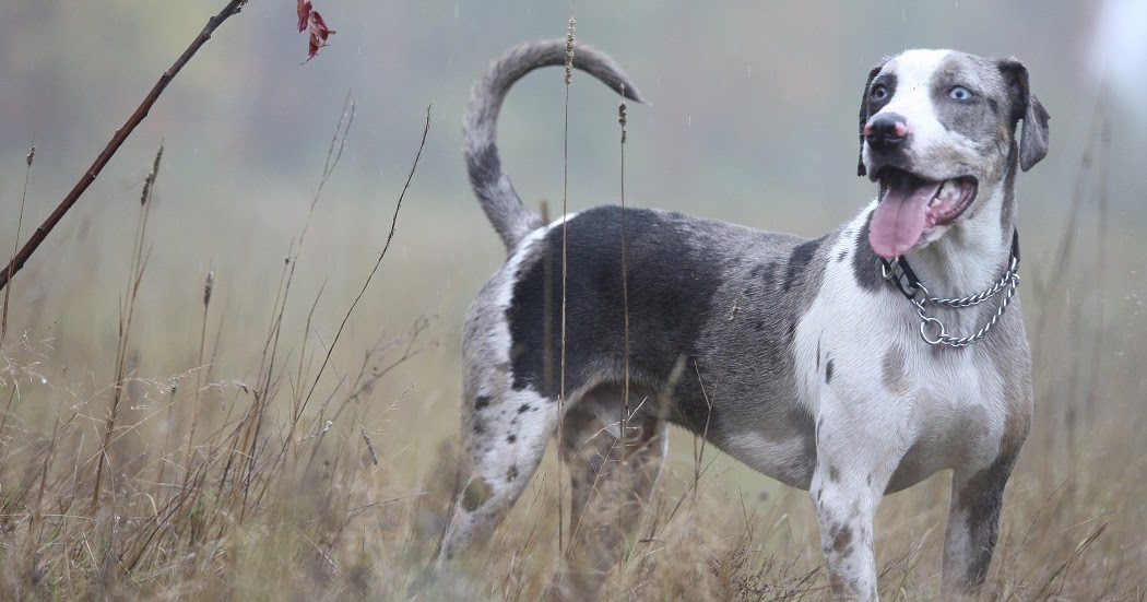 catahoula leopard rescue catahoula rescue ontario about the breed catahoula leopard rescue catahoula rescue ontario about the breed