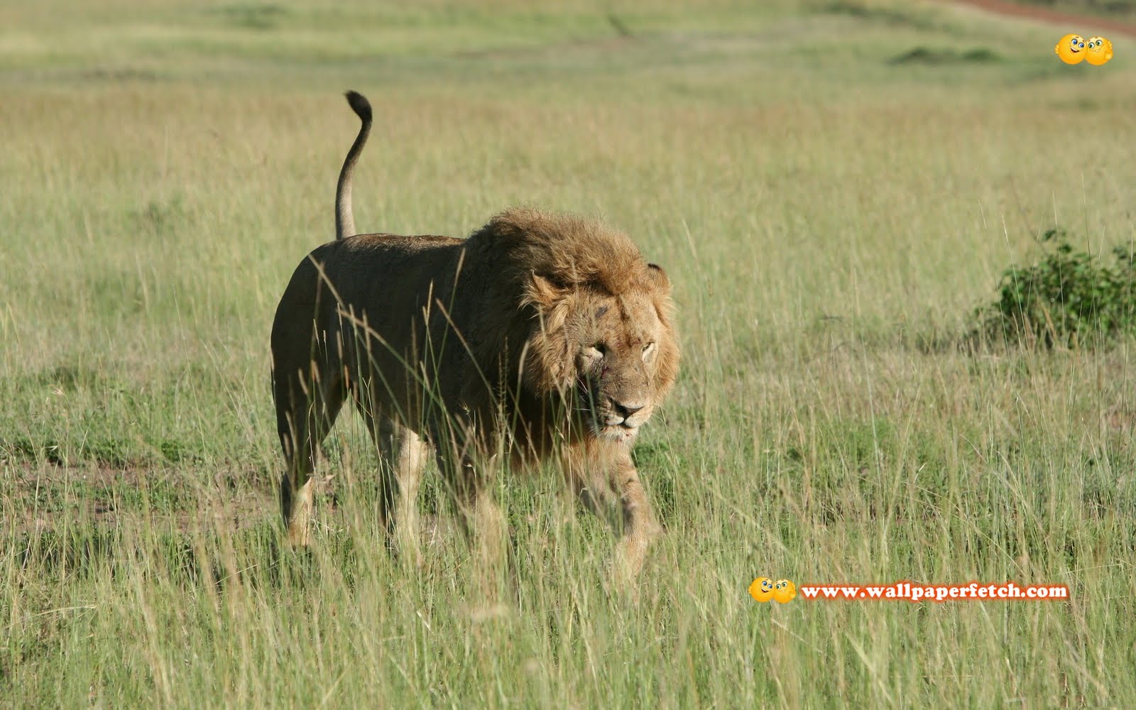 http://2.bp.blogspot.com/-B1jtE2uJjlc/TyFWY8qH7CI/AAAAAAAAE2k/1YMesPbpGvQ/s1600/SuperPack_Beautiful_Animals_HD_Wallpapers_Part_32.46.jpg
