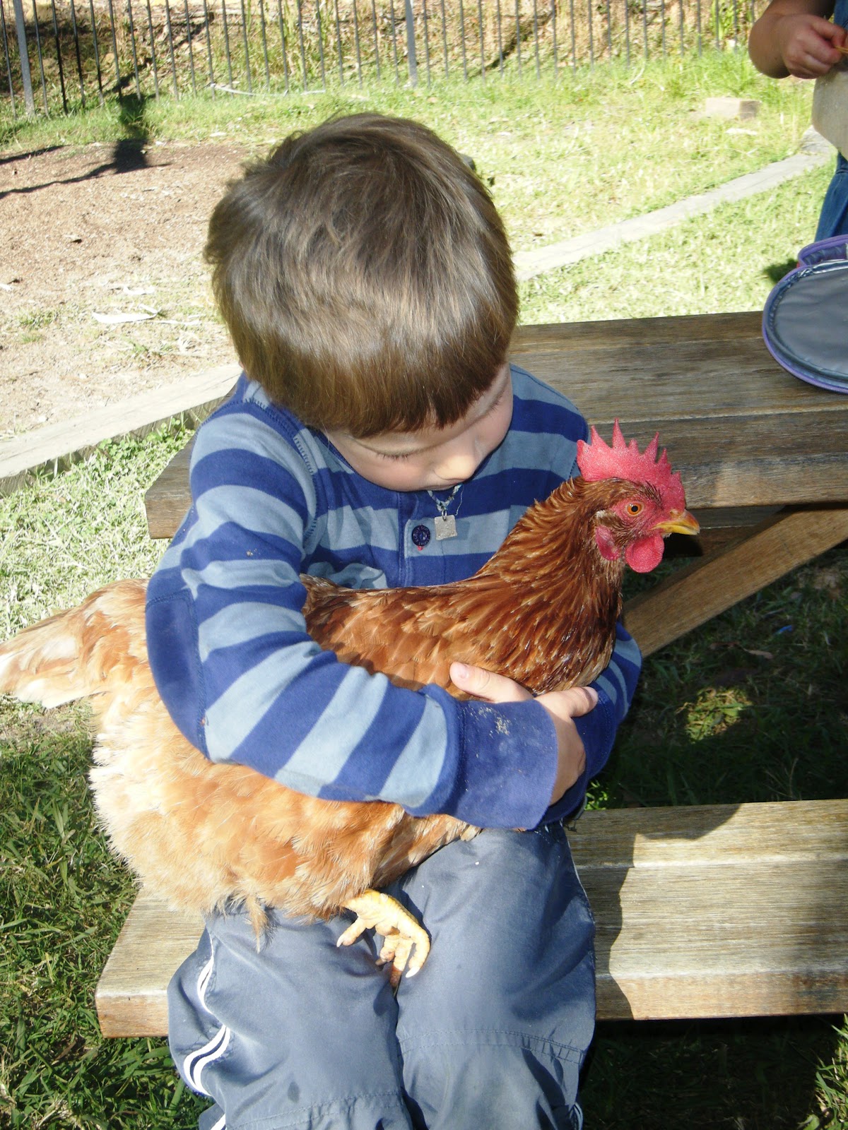 let the children play chickens at preschool