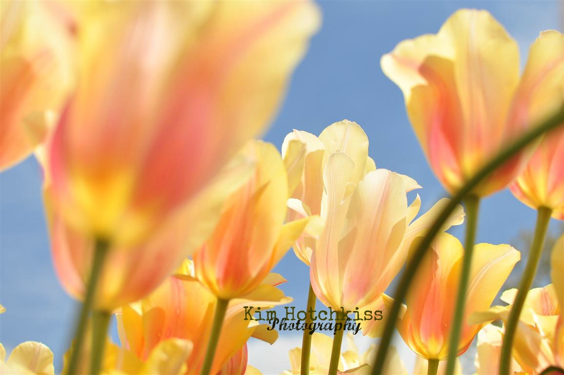 Any Beautiful Flowers