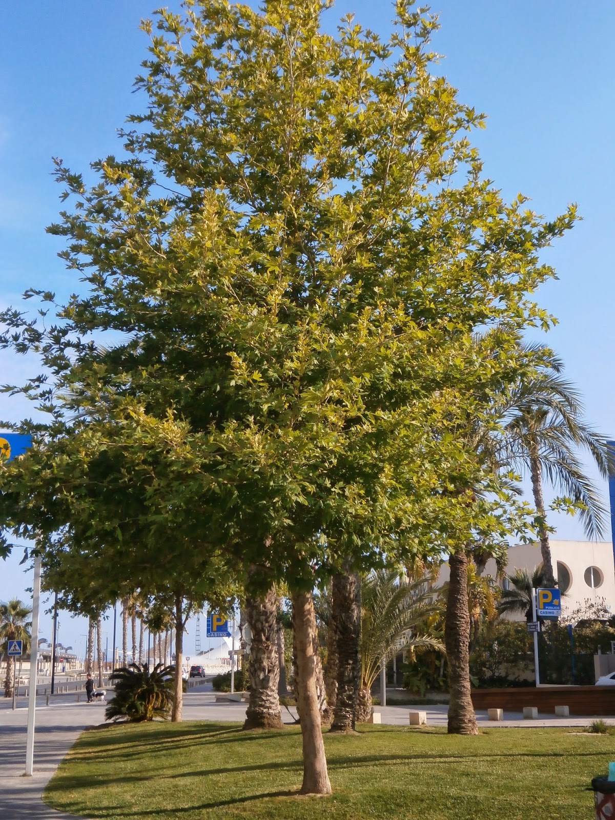HERBARIO VIRTUAL DE BANYERES DE MARIOLA Y ALICANTE Platanus orientalis