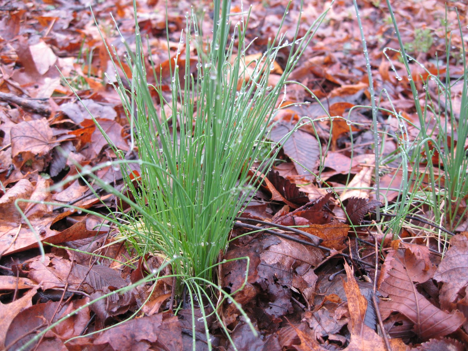 Locafaces Foraging It's Time For Wild Chives