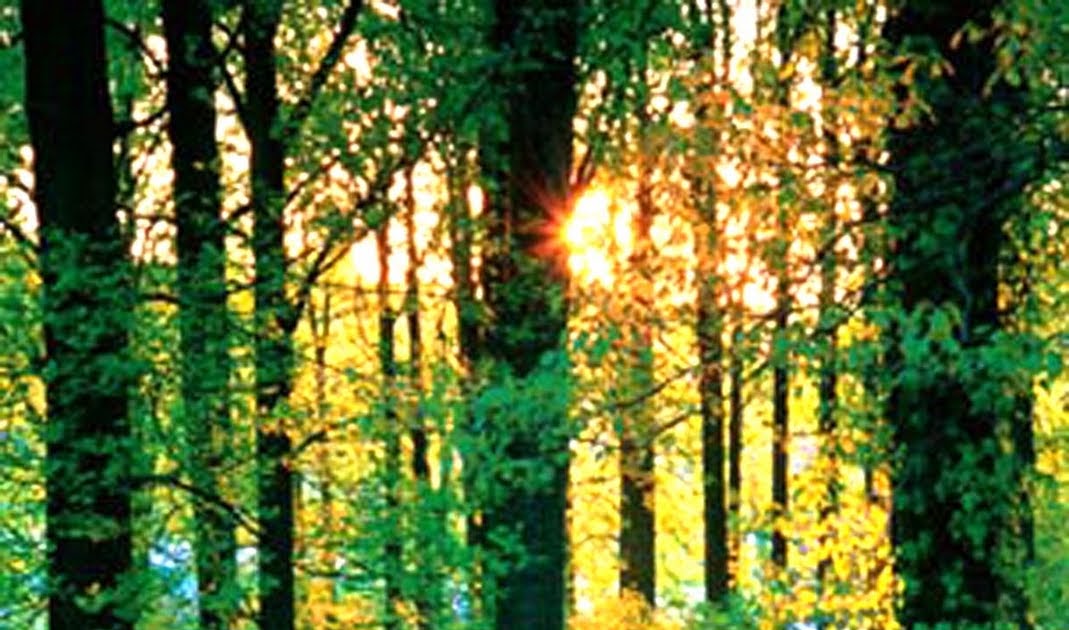 B u B b L e L i B R A R Y Why do plants flower at different times of