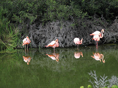 Flamingo Lake, Isabela Island, Galapagos