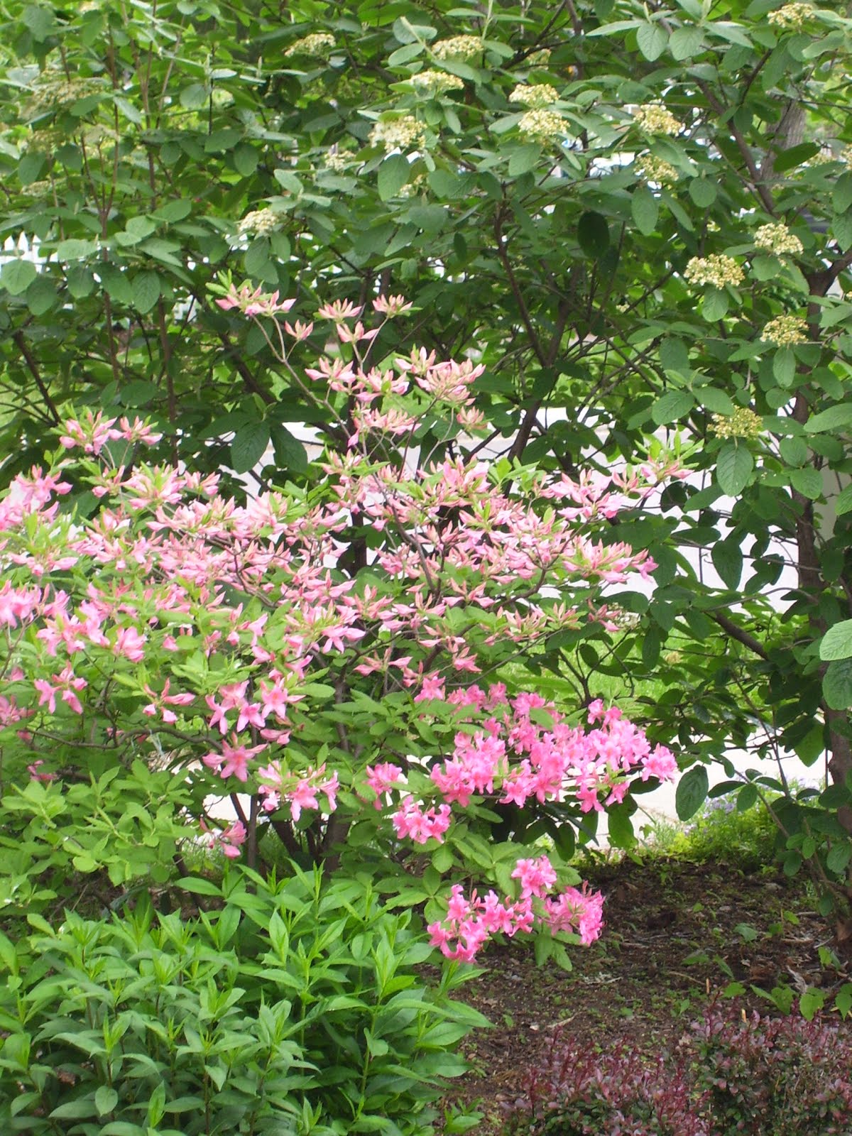 Talking to Plants Best Azaleas for Central Wisconsin