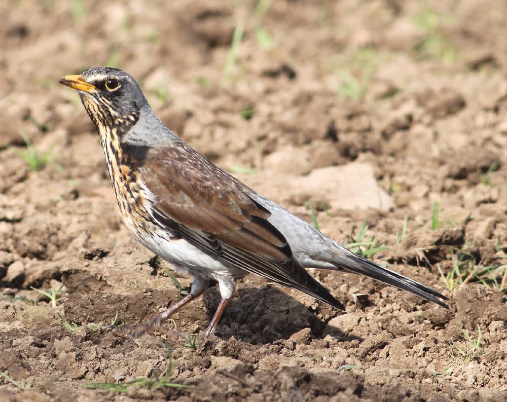rencontre willow tara