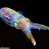 'Disco squid' puts on a technicolor light show when it gets 'excited' after catching dinner