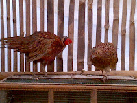 Jual Anakan Ring Neck Pheasant Jual Anakan Ring Neck Pheasant