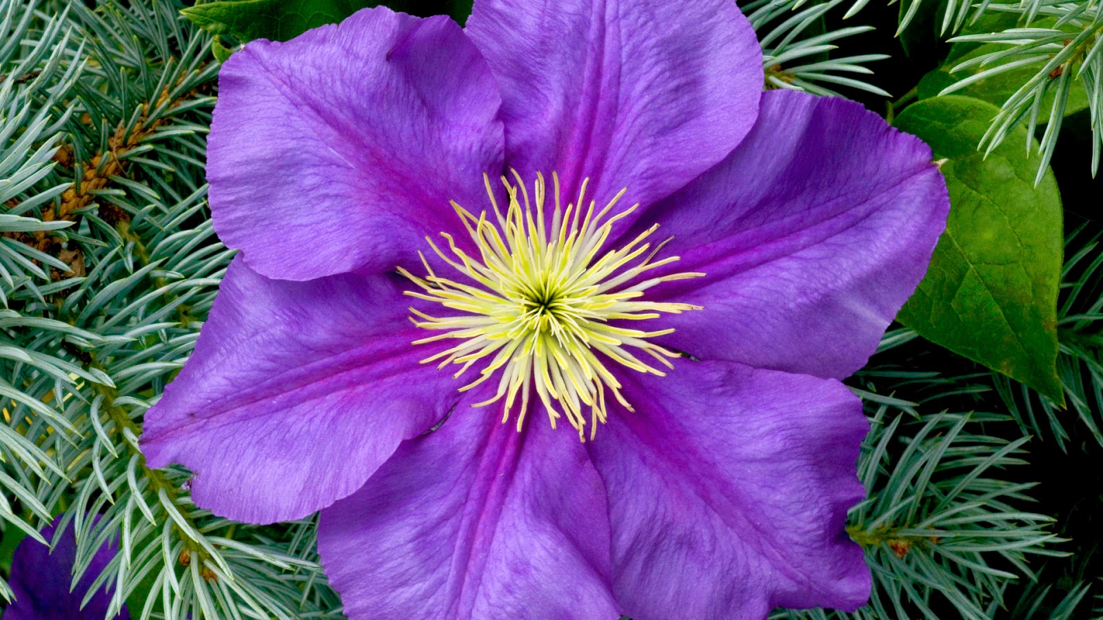 Violet Flower in Plant Wallpaper - WallpapersXplore | Free HD Desktop