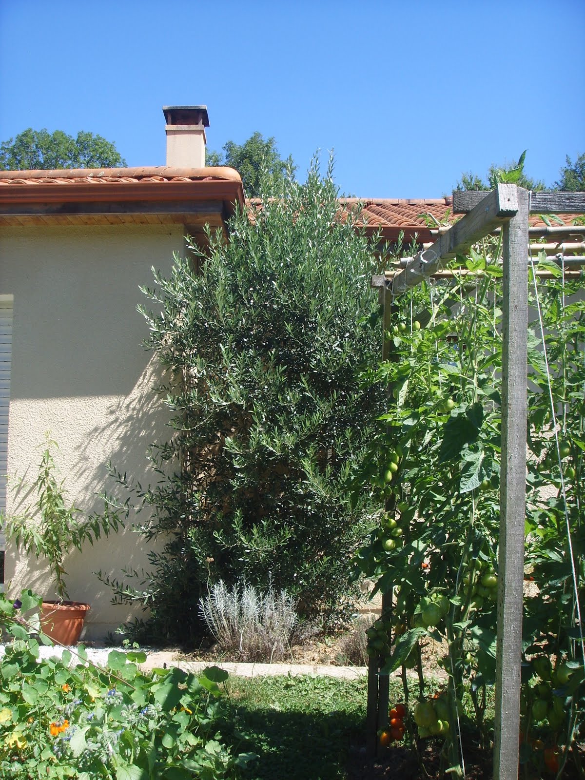 Stella in the Pyrenees : Garden: Olive Tree