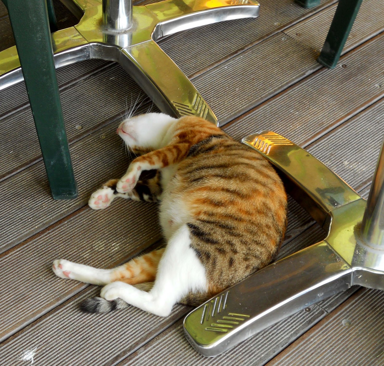 cat pregnancy wallpaper cat pregnancy wallpaper