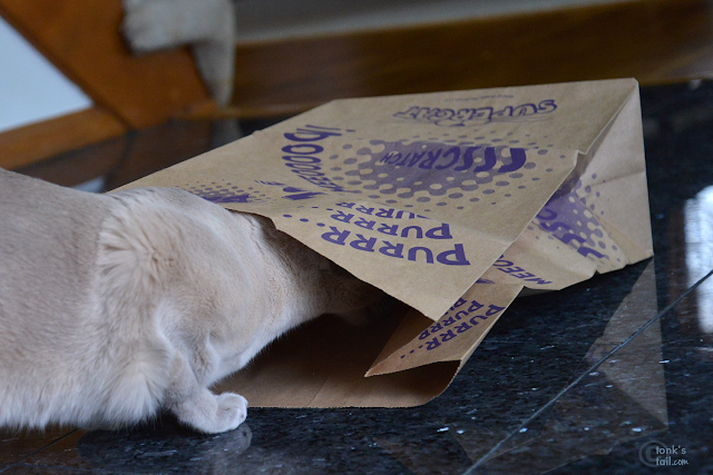 Faraday bravely enters a paper bag #PaperBagDay #TonkineseCats #cathumor