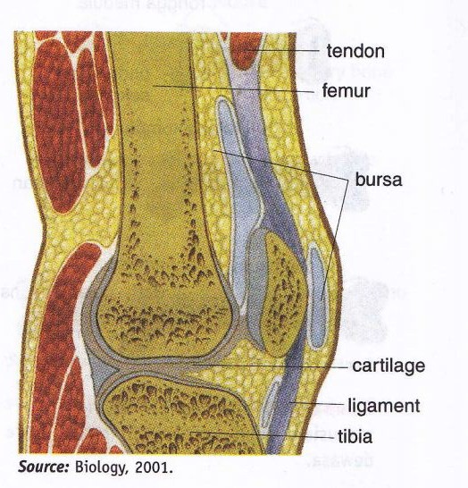 Cartilage And Fibrous Connective Tissue New Science Biology