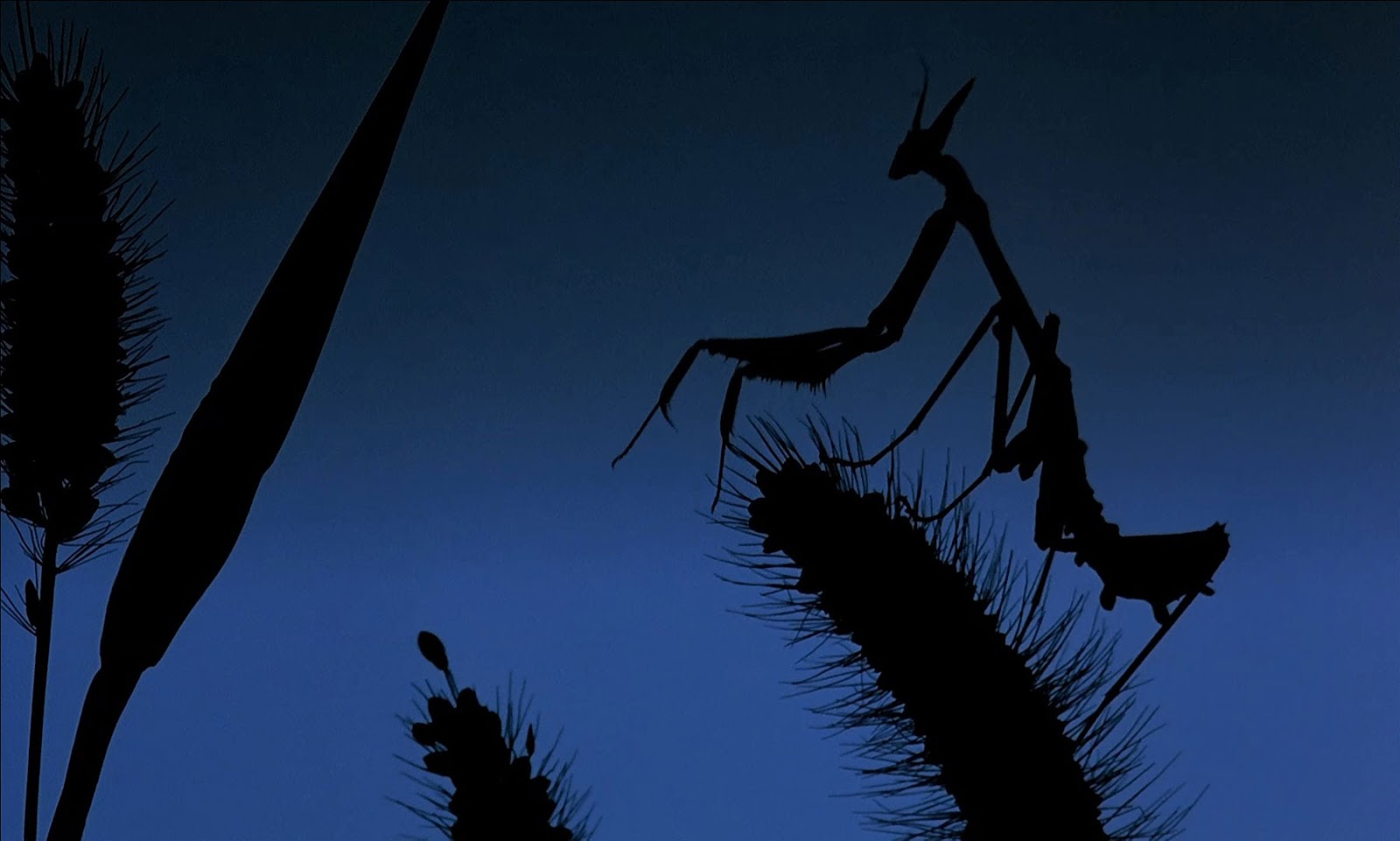 The Beautiful Film Frames Microcosmos (1996) BluRay Screenshots