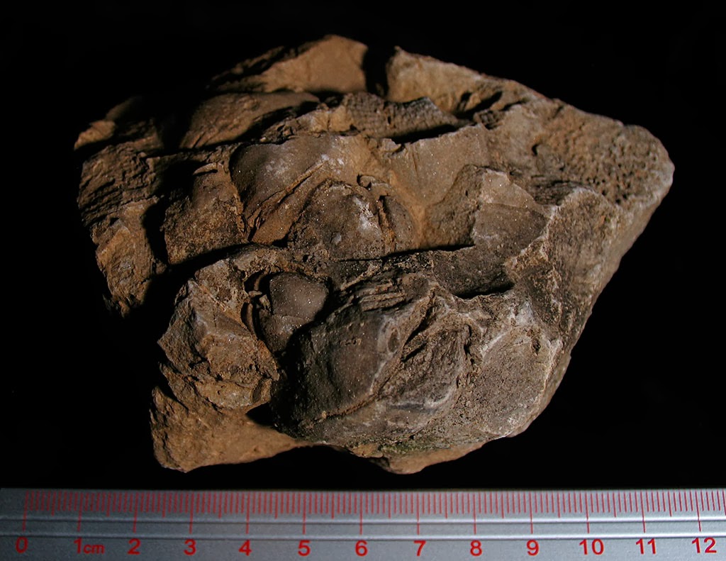 Louisville Fossils and Beyond A Pentamerus Fossil Cluster