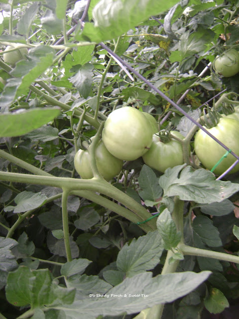 Better Boy Tomatoes by The Shady Porch Better Boy Tomatoes #garden #tomato @greentomatoes