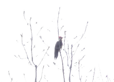 pileated woodpecker