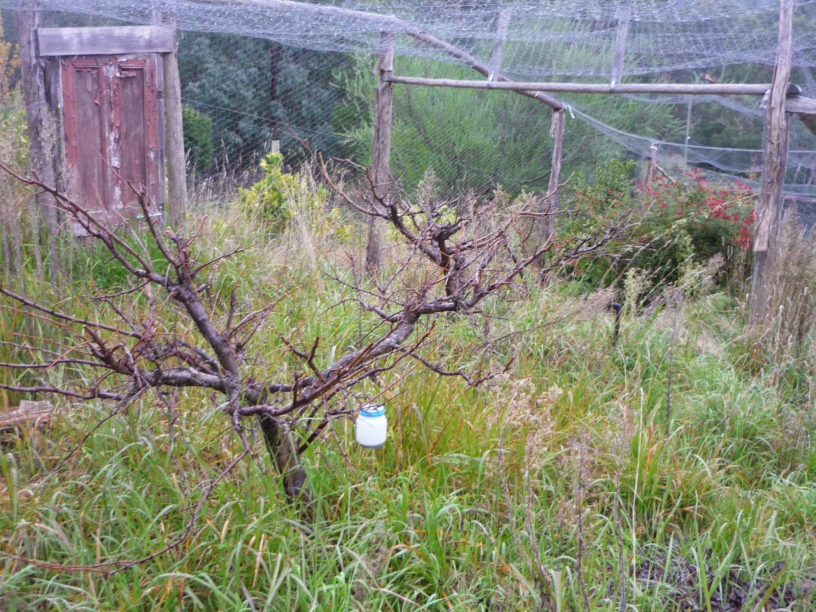 Opportunity Farm Pruning the Stone Fruit