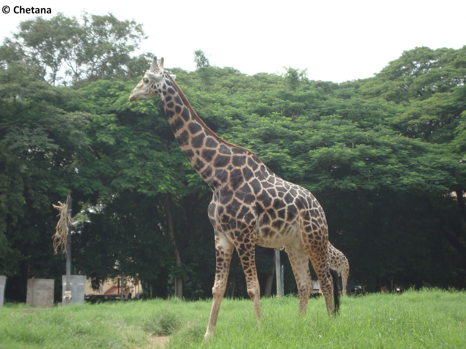 Prayanika - The Journey *******: Mysuru : Chamarajendra Zoological Gardens/Mysore  Zoo
