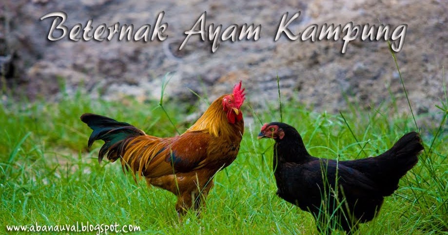 tips menambah nafsu makan pada ayam kung berternak tips menambah nafsu makan pada ayam kung berternak