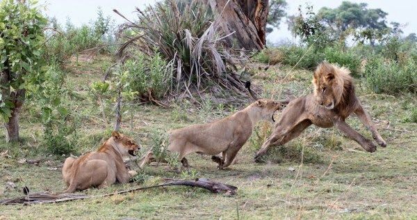 reacción de una leona con la cría del babuino