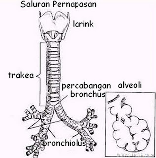 Mengapa trakea dan bronkus tersusun atas kartilago