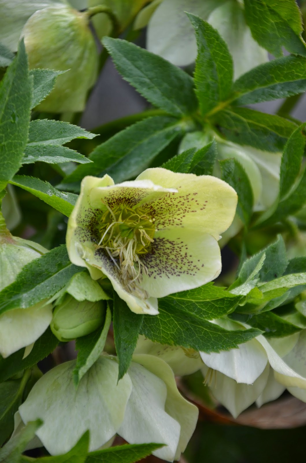 Zone Five and a Half To Hellebores and Back