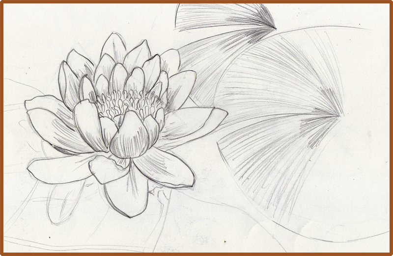 Featured image of post How To Draw A Water Lily - How to draw ldshadowlady cute easy.