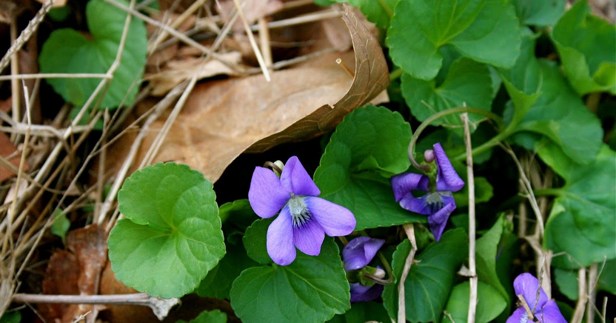 Farmwife at Midlife Kentucky Wildflowers