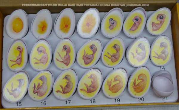 Jenis Burung, Makanan Burung Dan Cara Merawat: 6 Ciri Ciri Telur Burung  Merpati Akan Menetas