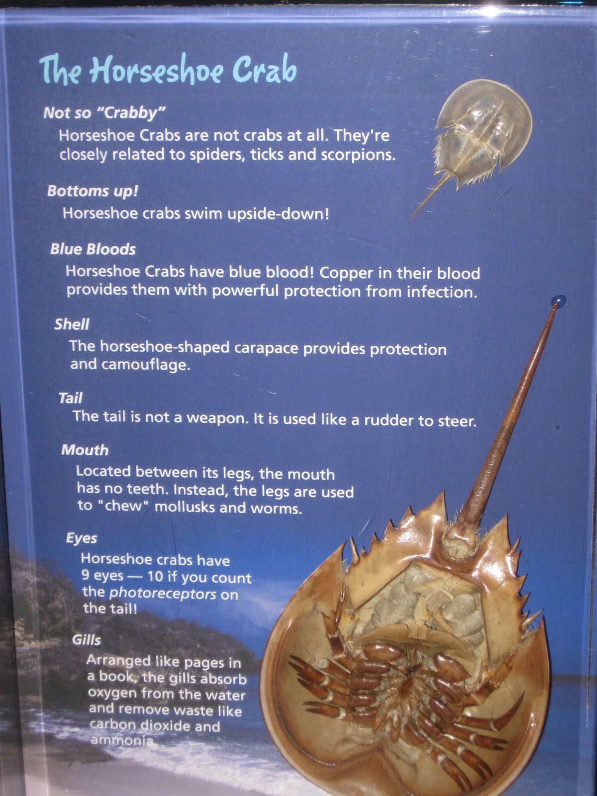 Invertebrate Zoology Horseshoe Crab