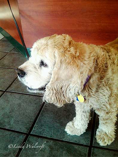 cocker spaniel