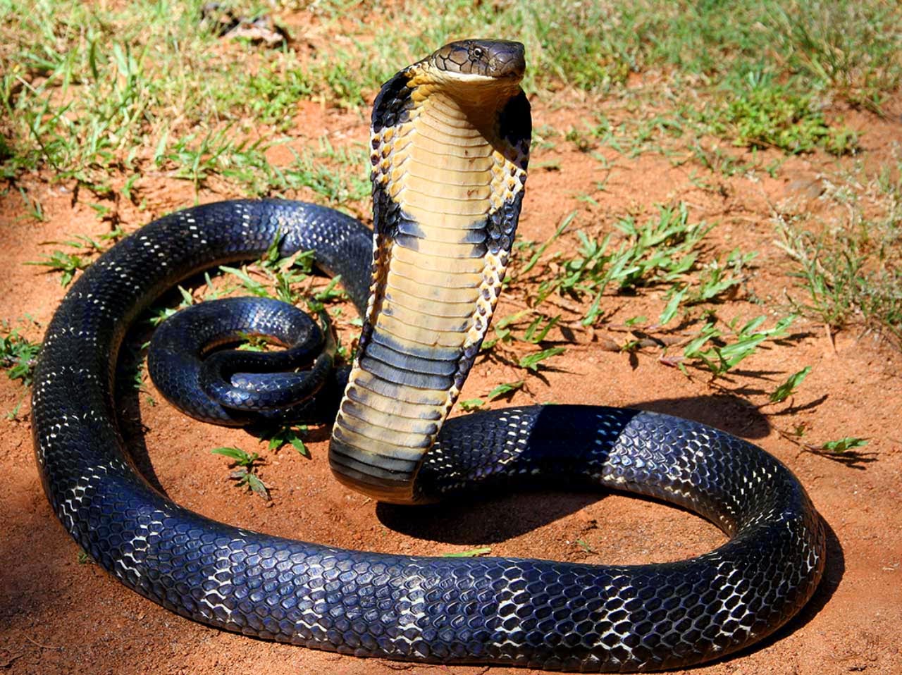 kerala snakes and reptiles