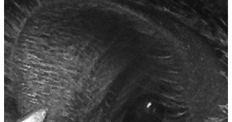 Infected Tick Bite On Dog Photo Infected Tick Bite On Dog Photo