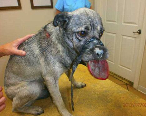 Why Do Cats Tongues Get Stuck Out Why Do Cats Tongues Get Stuck Out