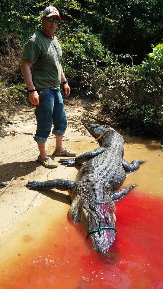 Alabama Outdoorsman Journal... Alligator Hunting in 2014.....