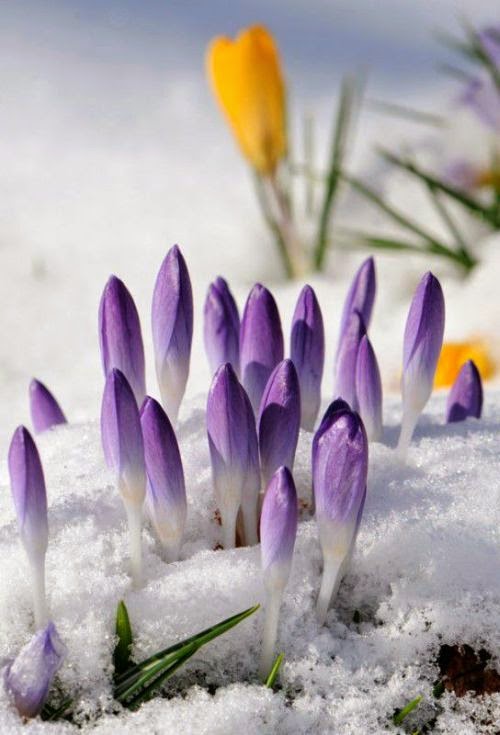 First Sign Of Spring Dreamy Nature