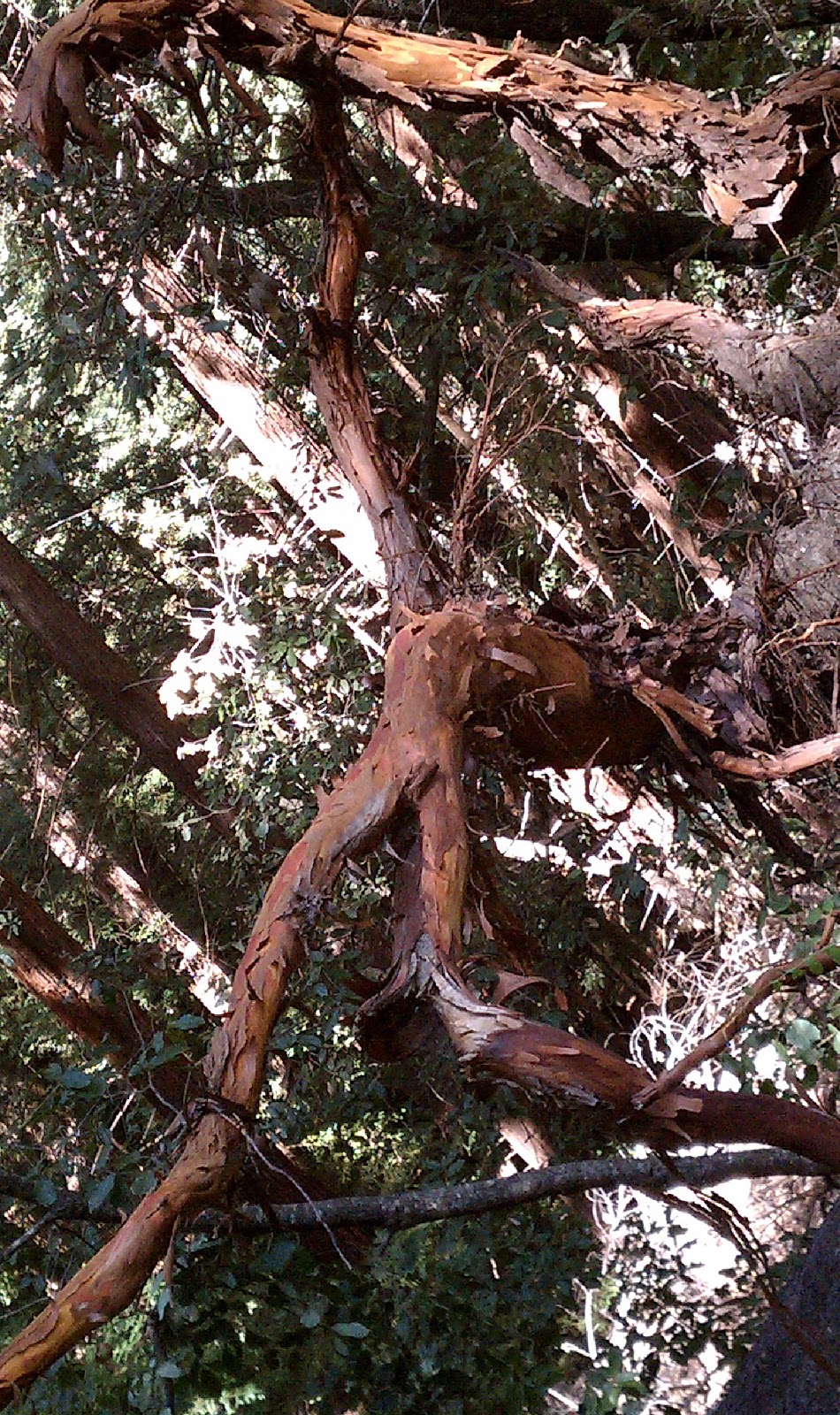 Trunk of arbutus tree with its peeling pink bark. View of Kziv