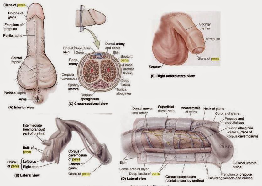 educational picture of a vagina Huge knockers and boobs