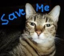 Save the cats