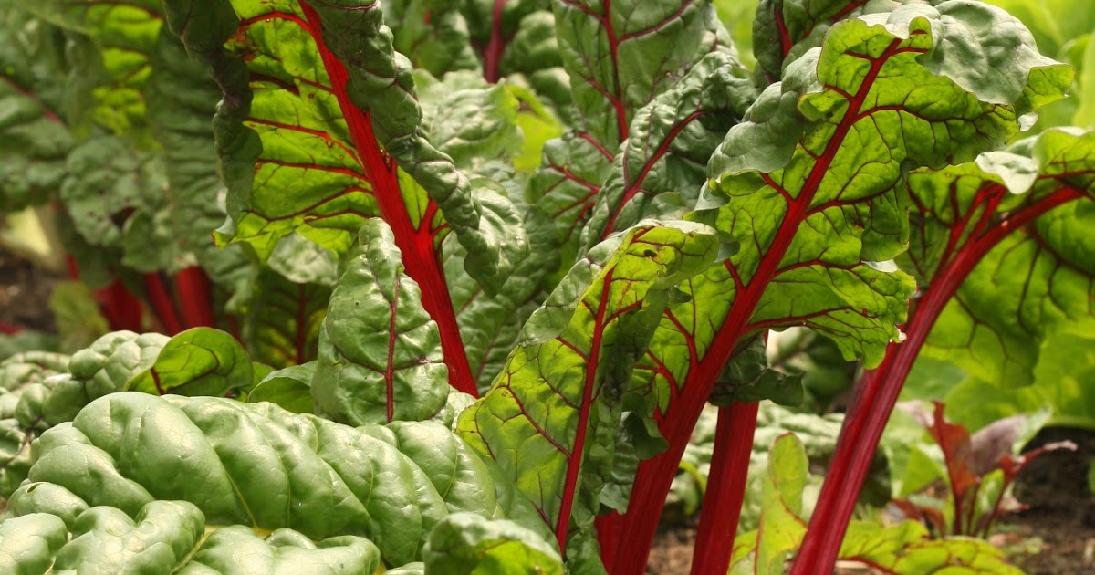 Third Day Farms Swiss Chard Recipe