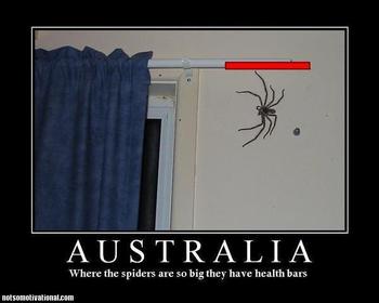 spideraussie.jpeg