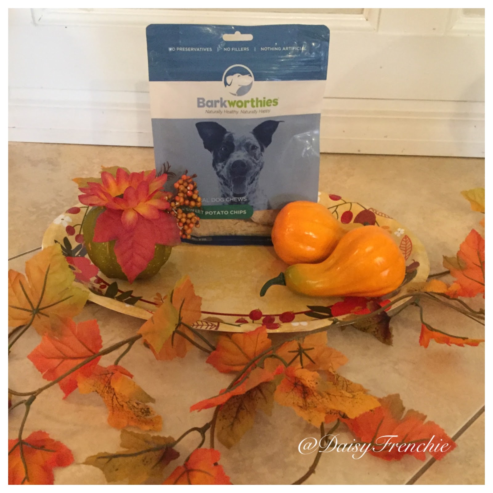 Daisy The French Bulldog Celebrate Thanksgiving with Barkworthies Sweet Potato Chips