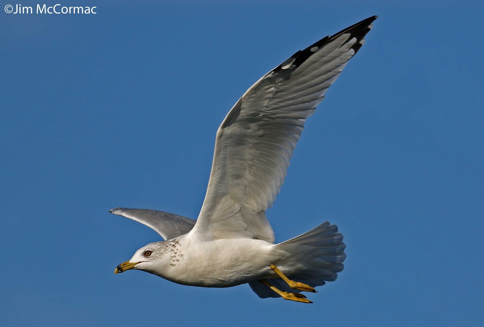 Ohio Birds and Biodiversity Gulls in flight