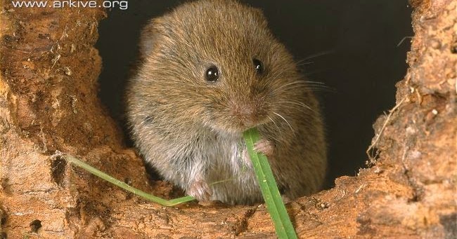 Variety of Life Microtus