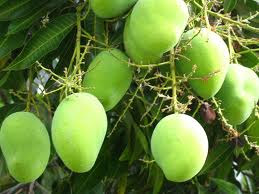 african-mango-3.jpg